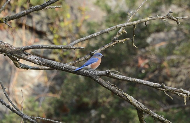 Eastern Bluebird sitting on a branch. The bird has a blue back with a rusty brown/orange belly.