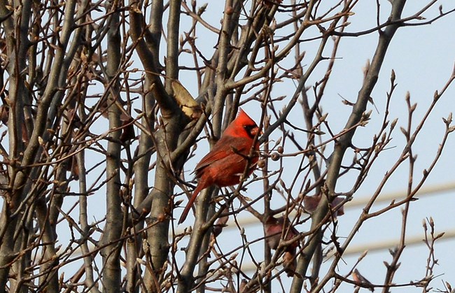Male Northern Cardinal Cardinal perched in tree branches that don't have leaves but do have some berries. The male Cardinal is bright red with an orange beak. He is somewhat blocked because he is behind a branch.