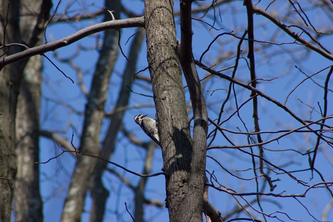 A Downy Woodpecker pecking in a tree on Loudoun Heights