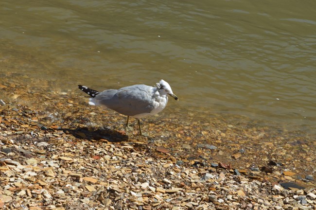 Ring-billed Gull standing near the Shenandoah River. They are white and gray like most gulls but are distinguished by the black ring around their beaks.