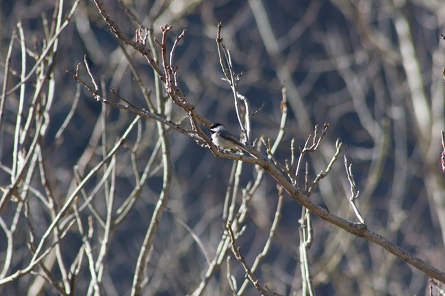 A Black-capped Chickadee sitting in a tree on Shoreline Drive. Black-capped Chickadees have black caps on their head, gray wings, and a white belly. They are small birds.
