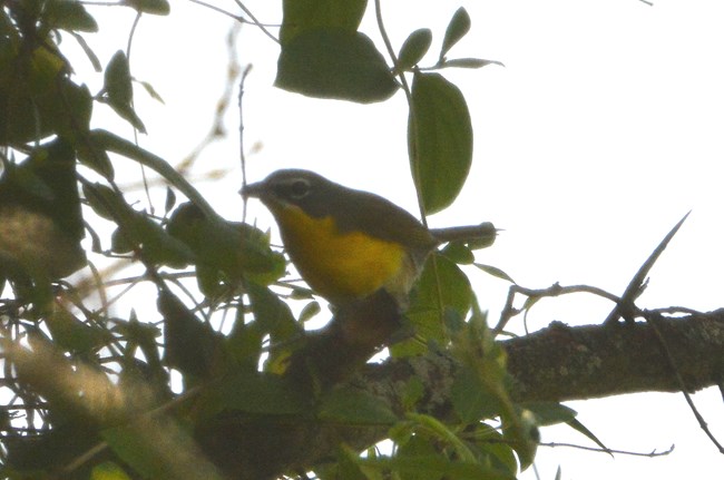 Yellow-breasted Chat sitting on a branch peering through a tree at Schoolhouse Ridge South.