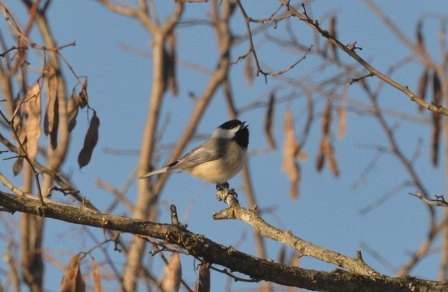 Carolina Chickadee at Schoolhouse Ridge North. The bird is standing on a branch and we have a side profile of it and its mouth is open like it is singing a song.