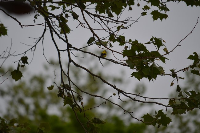 Backside view of an American Goldfinch in a tree in Lower Town Harpers Ferry. You can very clearly see the yellow back and black feathers of the bird in the image but you cannot see its face.