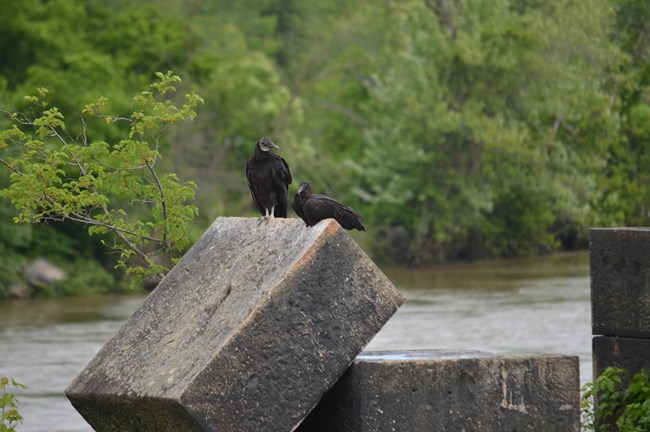 A pair of Black Vultures sitting on concrete ruins in the middle of the Potomac/Shenandoah River. One vulture is sitting while the other is standing.