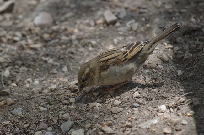 A female House Sparrow looking down into the dirt for something. Female House Sparrows are more of a dull brown than male House Sparrows.