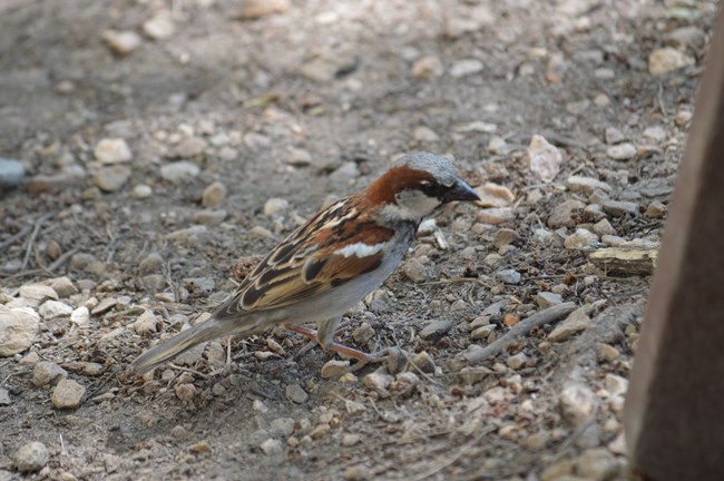A male House Sparrow standing in the dirt. Male House Sparrows have more of a rust colored/bright brown coloring than females.