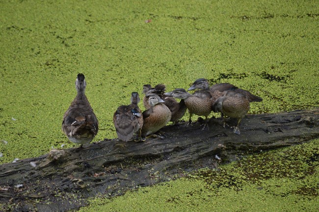 A flock of wood ducks on a log in the Shenandoah Canal