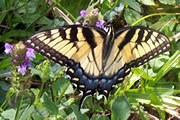 Eastern tiger swallowtail Eastern tiger swallowtail