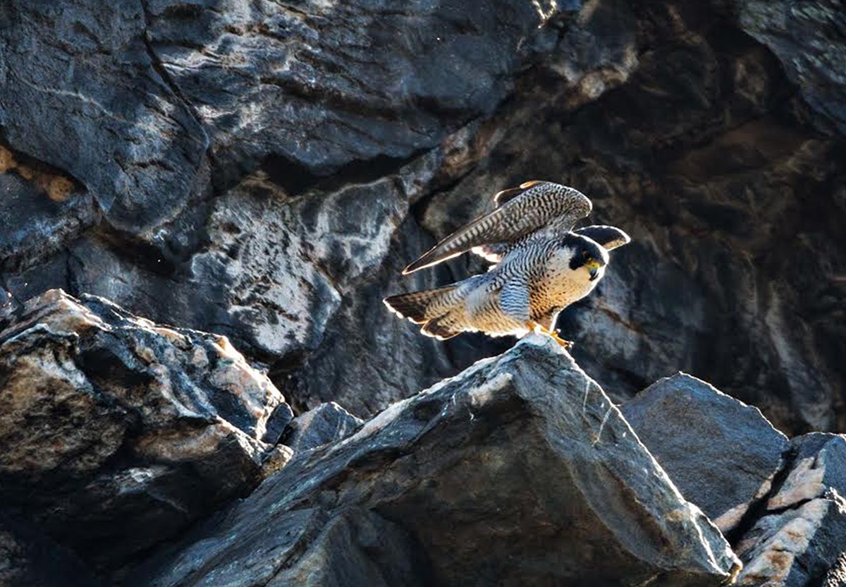female peregrine falcon with a cliff face behind it