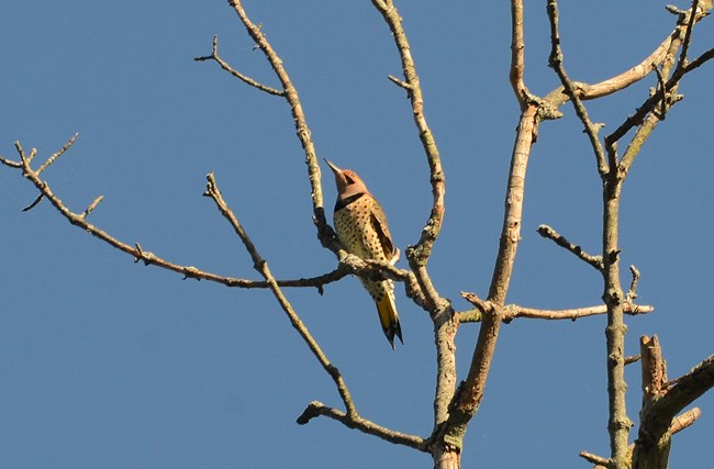 Northern Flicker sitting in a tree on Virginius Island.