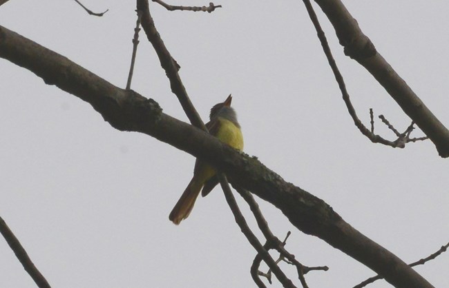 Great-crested Flycatcher at Murphy Farm