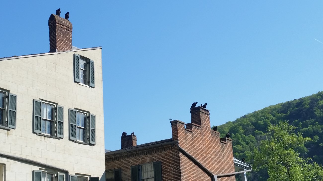 Black Vultures sitting on top of all the buildings in Lower Town of Harpers Ferry. It looks like they are up to something suspicious because there are so many.