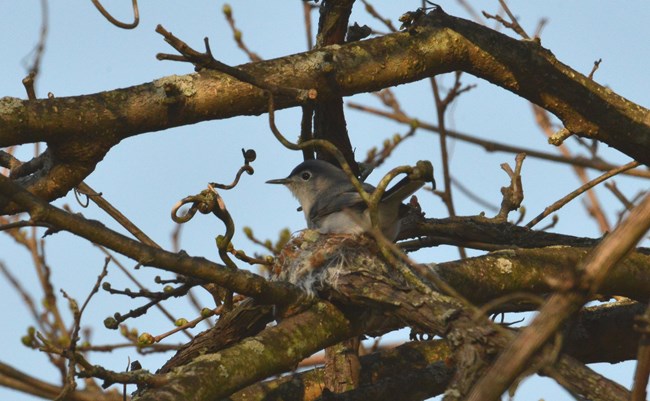 Blue-Gray Gnatcatcher sitting in its nest in Schoolhouse Ridge North.