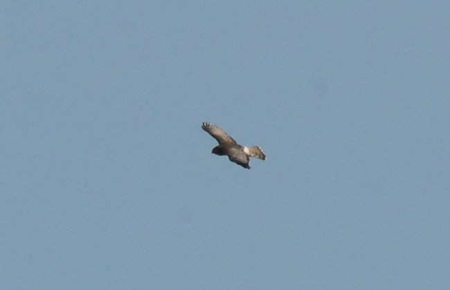 Northern Harrier at Schoolhouse Ridge North.