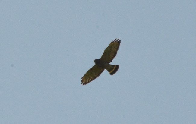 Broad-wing Hawk in flight at Schoolhouse Ridge North. You can see the belly of the hawk and it's head is looking down towards the ground.
