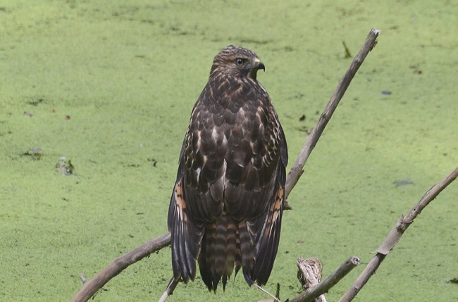 Young Red-tailed Hawk perched in a tree on Virginius Island. Because he is a juvenile he is not fully grown or in his adult colors yet.