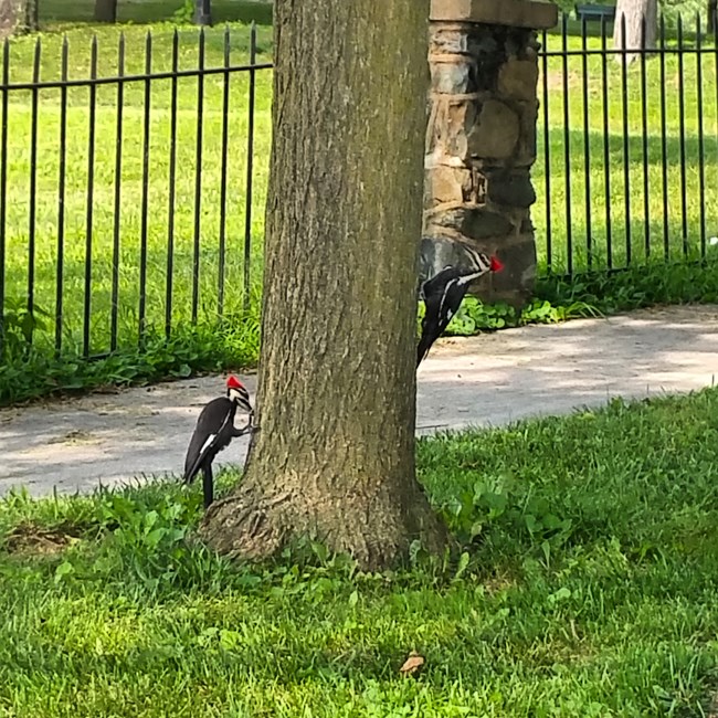 Pileated Woodpeckers (one on each side of a tree) looking for bugs to eat. These woodpeckers are very large and have distinguishable red crests that look like the bird has a red mohawk.