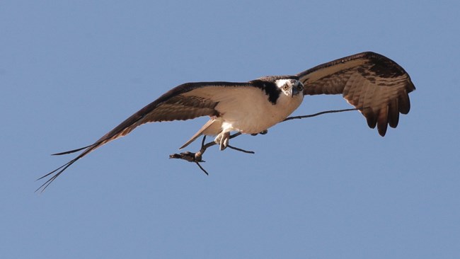 An Osprey flying while holding a branch in its talons. The Osprey is looking directly at the camera.