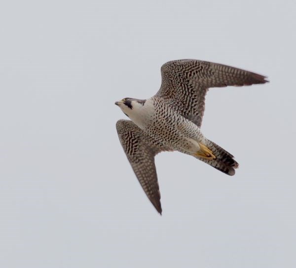 Peregrine falcon in flight