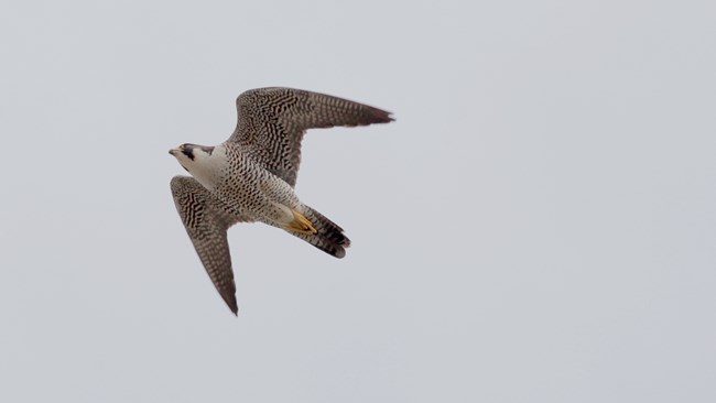 Peregrine Falcon flying in the sky. When flying Peregrine Falcons make an M shape and their undersides have gray markings on them.
