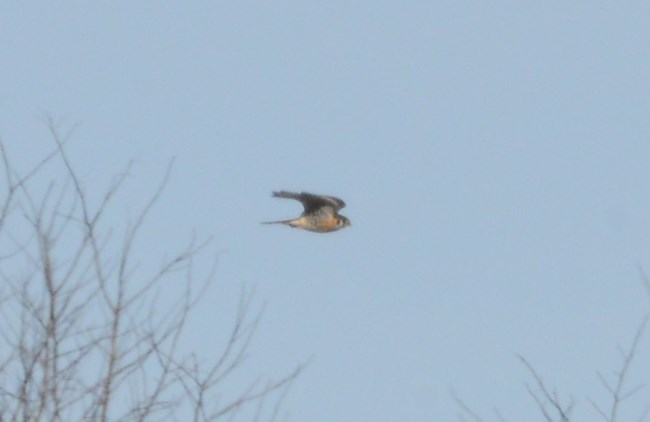 American Kestral flying through the sky at Schoolhouse Ridge North. They are one of the smallest birds of prey so at first glance they might not look like a raptor.