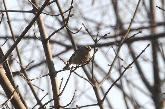 Golden-crowned Kinglet sitting in a tree in Harpers Ferry. They are distinguishable by the yellow patch on their head that they sometimes raise up to look like a crown.