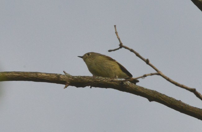 A Ruby-crowned Kinglet at Schoolhouse Ridge North.