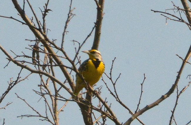 Eastern Meadowlark sitting in a tree at Schoolhouse Ridge North with its head turned towards the right.