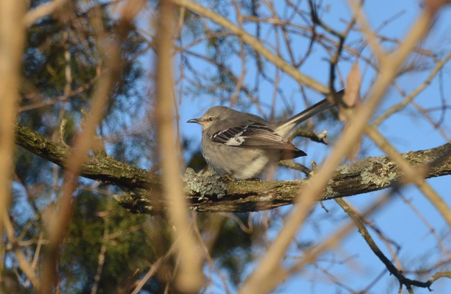 Northern Mockingbird at Schoolhouse Ridge North.
