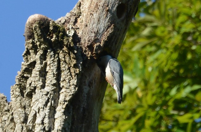 White-breasted Nuthatch with its head deep in a hole in a tree looking for something.