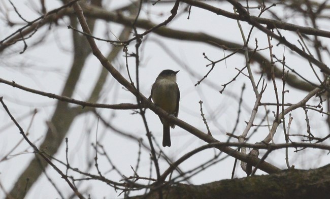 Eastern Phoebe sitting in a tree on Virginius Island with its head turned toward the left.