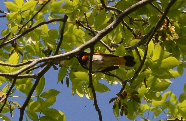 Bottom view of an American Redstart at Murphy Farm.