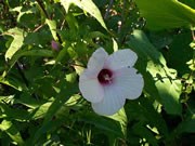 rose mallow
