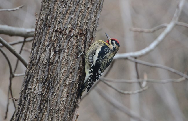 Side-profile of a Yellow-bellied Sapsucker on a tree in Harpers Ferry. They have red heads, black backs, and yellow bellies.