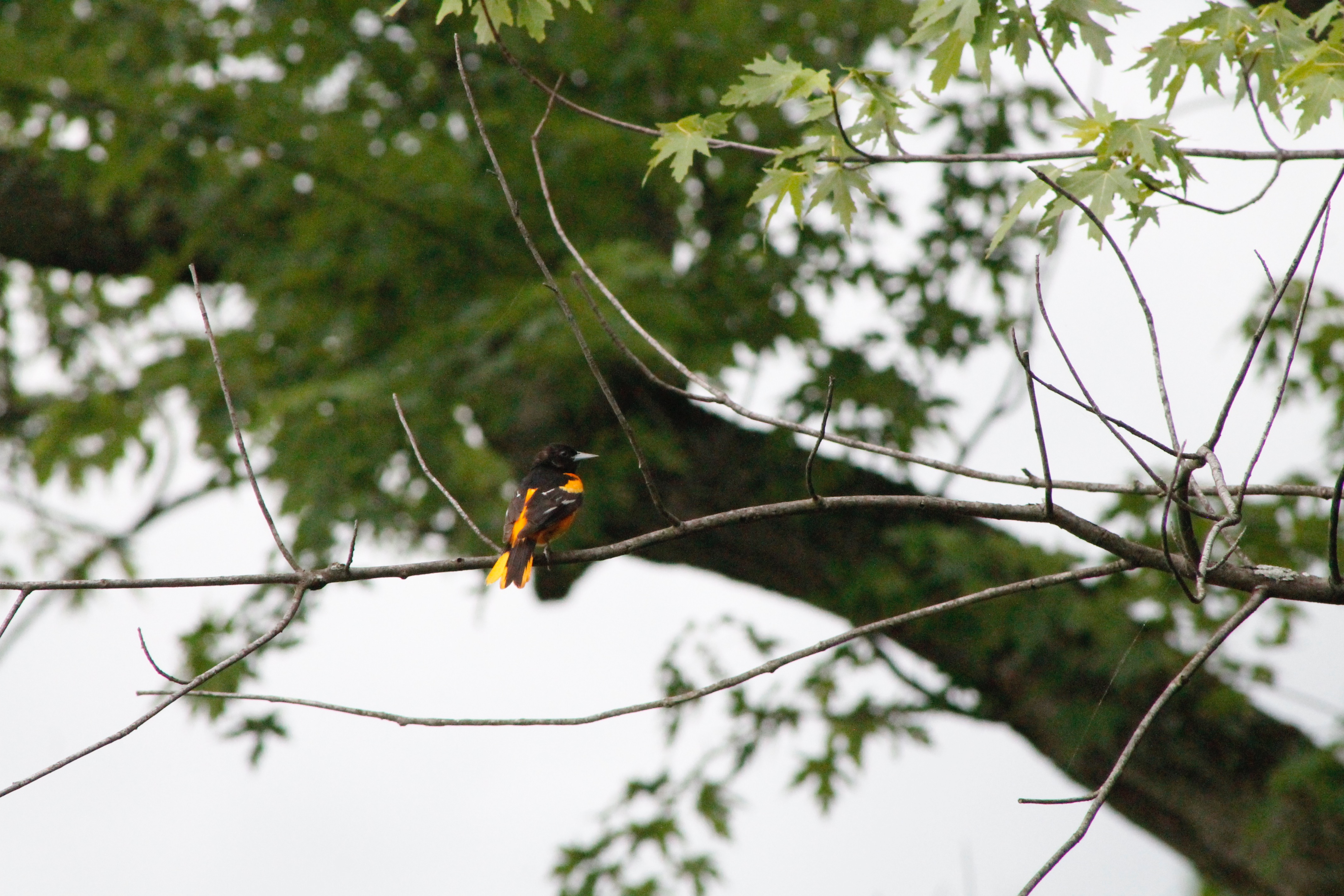 SimmonsK_BaltimoreOriole_06272