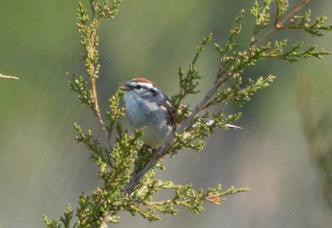 Chipping Sparrow sitting on a branch at Schoolhouse Ridge North with its beak open chirping.