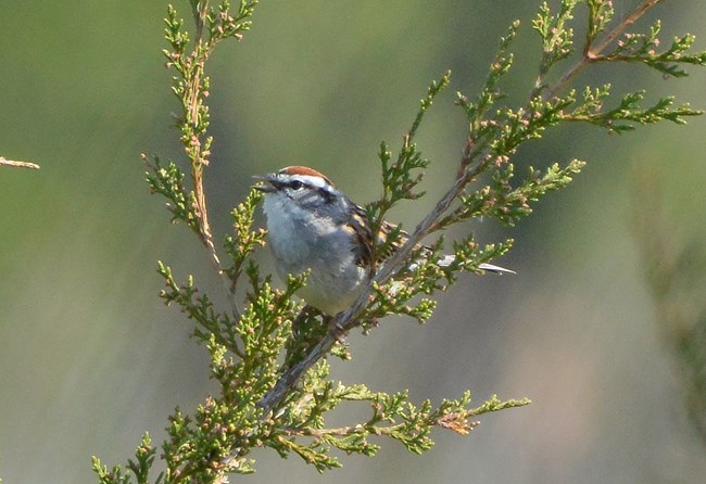 Chipping Sparrow sitting on a branch at Schoolhouse Ridge North with its beak open chirping.