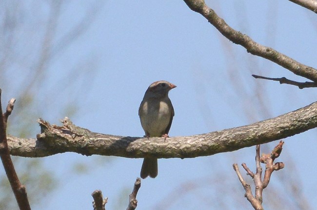 Field Sparrow at Schoolhouse Ridge North sitting on a tree branch with its head turned toward the left.