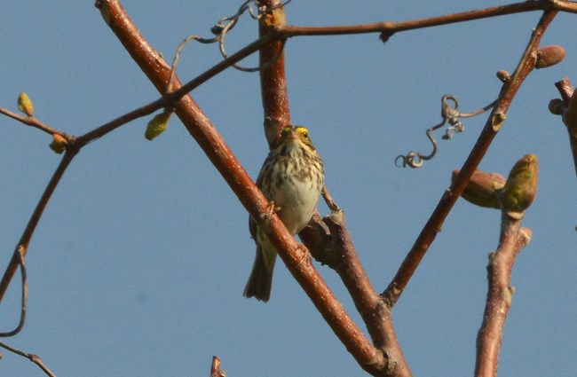 Savannah Sparrow sitting in the crook of branches.