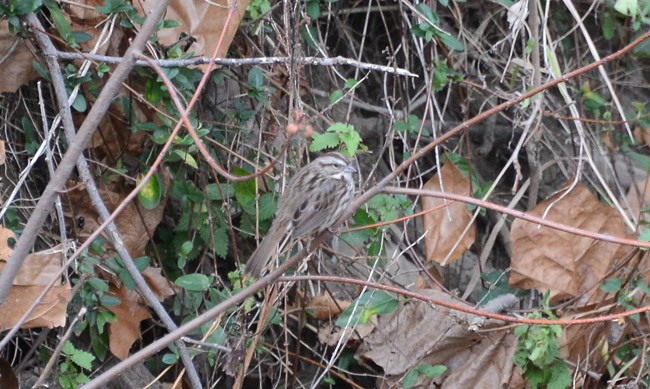 Song Sparrow sitting in a collection of branches with its back facing us but its head turned.