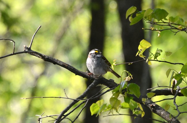 A White-throated Sparrow sitting on a branch at Murphy Farm with their head turned towards the right.
