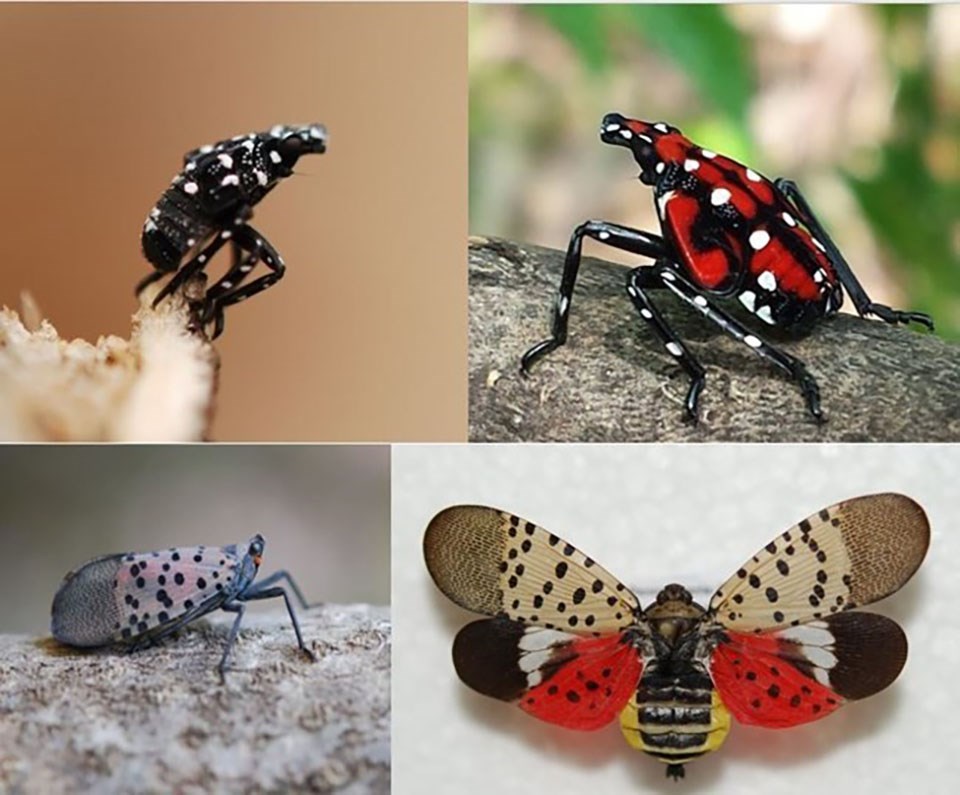Life stages of back, white, and red insect
