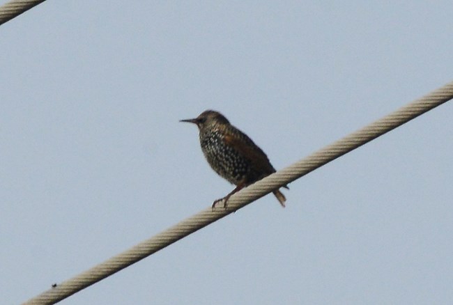 A European Starling during the winter months sitting on a cable. It is in its winter feathers because it has white spots all over it.
