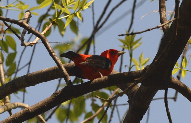 Scarlet Tanager at Murphy Farm sitting on a tree branch with its backside sticking out and the bird has it head looking towards the side.