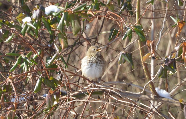 Hermit Thrush sitting on a tree branch at Schoolhouse Ridge North with its mouth open like its about to sing.