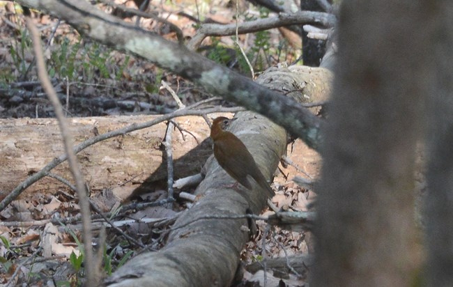 Wood Thrush on a fallen tree branch at Murphy Farm.