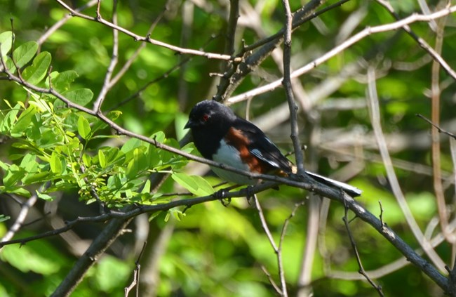 Eastern Towhee sitting on a tree at Schoolhouse Ridge North.