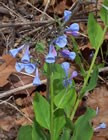 Virginia bluebells Virginia bluebells