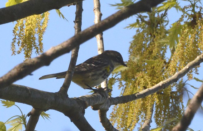 Yellow-rumped Warbler sitting on a branch at Murphy Farm.
